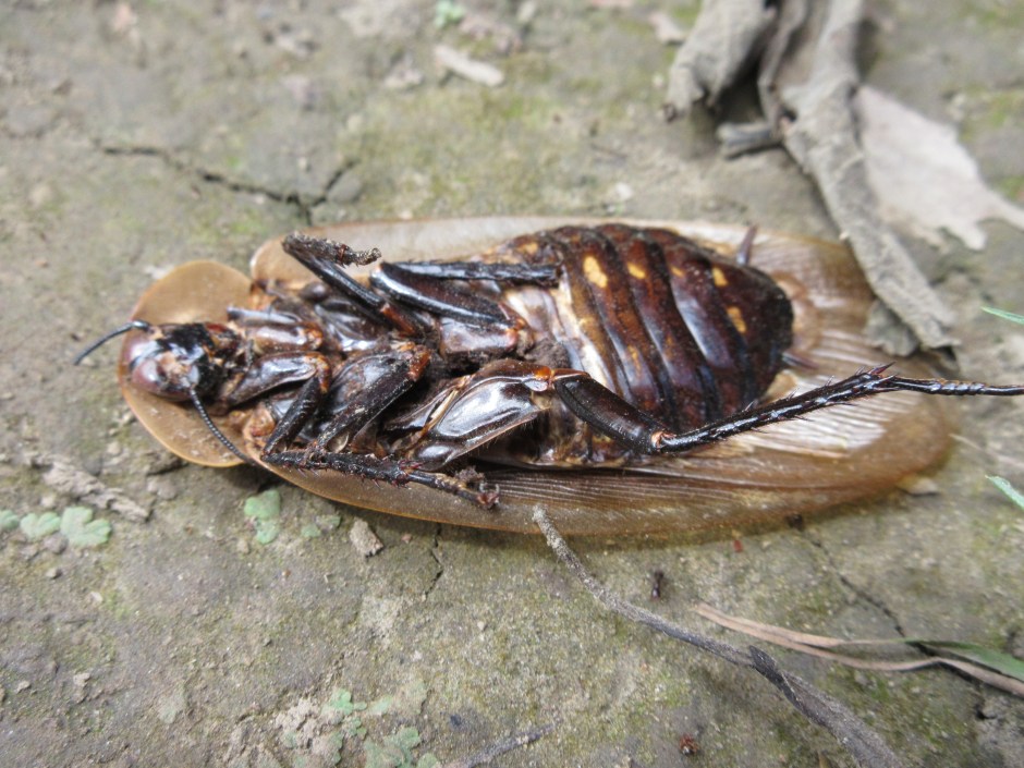 Look at the ant in the foreground for comparison.