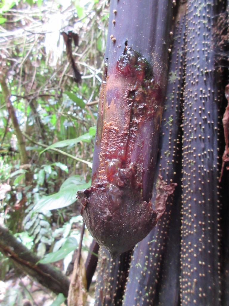 This one's for impotency. I can't make this shit up.